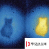 生活小知識：薛定諤的貓是什么理論？