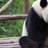 生活小知識(shí)：熊貓為什么叫熊貓？