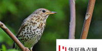 氣候驅動鳥類冬季遷徙但未返回繁殖地