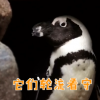 兩只公企鵝偷走其它企鵝的蛋