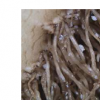 真菌物種自然抑制造成主要甜菜損失的囊腫線蟲(chóng)