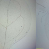 細胞定向分子指南針是什么