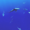 研究人員發(fā)現(xiàn)魚類市場(chǎng)中的大多數(shù)魚翅沿海地區(qū)捕獲的物種