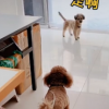 狗子連喊帶比劃叫小伙伴出去玩