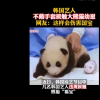 韓女團(tuán)BlackPink不戴手套摸熊貓幼崽