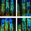 基于手指靜脈的3D生物識別認(rèn)證幾乎是不可能的