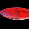 研究團(tuán)隊(duì)推出了金槍魚(yú)這是第一種與金槍魚(yú)保持同步的機(jī)器魚(yú)