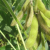 無人機(jī)和AI可以高精度檢測(cè)大豆成熟度