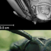 科學(xué)家為銀翼殺手2049開發(fā)了甲蟲的3D掃描