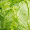 第一個(gè)此類的自動(dòng)生菜機(jī)器人去皮系統(tǒng)