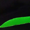 像機(jī)器人一樣靈活的快速游泳蝠ta