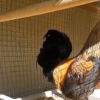 公雞打鳴打到缺氧昏怎么回事