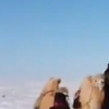 法官騎駱駝穿越雪地辦案