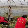 武漢向石家莊捐贈(zèng)50噸蔬菜