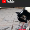 使用適用于Android的“YouTube Vanced”獲取YouTube的黑暗模式
