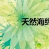 天然海綿（關(guān)于天然海綿的介紹）