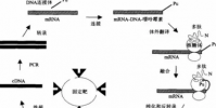 新的篩選技術可以加速和改進mRNA治療