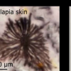 受海洋生物啟發(fā)的動(dòng)態(tài)建筑立面可以降低供暖制冷和照明成本