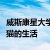 威斯康星大學公園服務研究中心演講的山獅小貓的生活