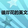 彼岸花的英文怎么讀（彼岸花的英文是什么）