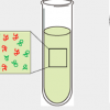 細(xì)胞大小調(diào)節(jié)分子分離