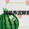 網(wǎng)箱養(yǎng)泥鰍要多深水位合適（網(wǎng)箱養(yǎng)泥鰍）