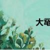 大黿是什么動物?（大黿）