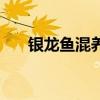 銀龍魚混養(yǎng)魚最佳搭配（銀龍魚混養(yǎng)）