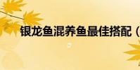 銀龍魚混養(yǎng)魚最佳搭配(銀龍魚混養(yǎng))