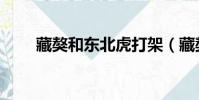 藏獒和東北虎打架(藏獒老虎打架)