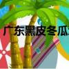 廣東黑皮冬瓜浸種催芽技術(shù)（廣東黑皮冬瓜）