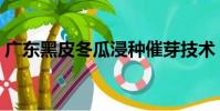 廣東黑皮冬瓜浸種催芽技術(shù)(廣東黑皮冬瓜)