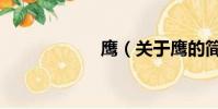 鷹(關(guān)于鷹的簡介)