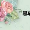 黑車（關(guān)于黑車的簡介）