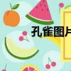 孔雀圖片（關(guān)于孔雀圖片的簡介）