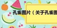孔雀圖片(關(guān)于孔雀圖片的簡介)