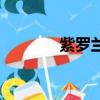 紫羅蘭（關(guān)于紫羅蘭的簡介）