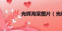 光輝海棠圖片(光輝海棠)
