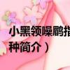 小黑領噪鹛指名亞種（關于小黑領噪鹛指名亞種簡介）