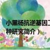 小黑楊抗逆基因工程育種研究（關(guān)于小黑楊抗逆基因工程育種研究簡介）