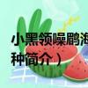 小黑領噪鹛海南亞種（關于小黑領噪鹛海南亞種簡介）