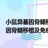 小鼠異基因骨髓移植及免疫功能重建的研究（關(guān)于小鼠異基因骨髓移植及免疫功能重建的研究簡(jiǎn)介）