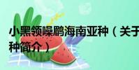 小黑領噪鹛海南亞種(關于小黑領噪鹛海南亞種簡介)