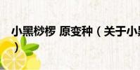 小黑桫欏 原變種(關(guān)于小黑桫欏 原變種簡介)