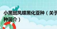 小黑斑鳳蝶黑化亞種(關(guān)于小黑斑鳳蝶黑化亞種簡介)
