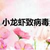 小龍蝦致病毒素（關(guān)于小龍蝦致病毒素簡介）