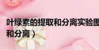 葉綠素的提取和分離實(shí)驗(yàn)圖片(葉綠素的提取和分離)