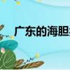 廣東的海膽類（關(guān)于廣東的海膽類介紹）