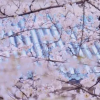 今年武漢大學(xué)櫻花初花期偏早