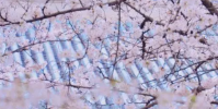今年武漢大學(xué)櫻花初花期偏早